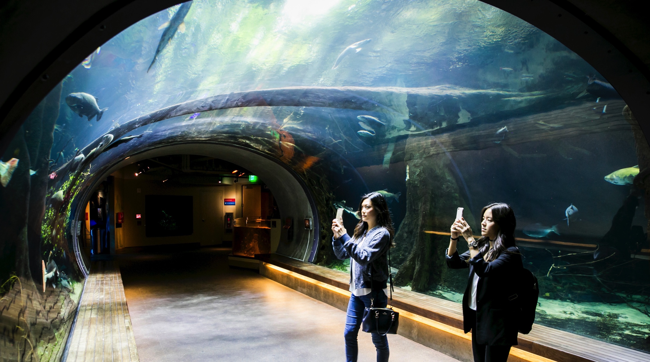 Guests in the aquarium at the Honor 8 US launch.